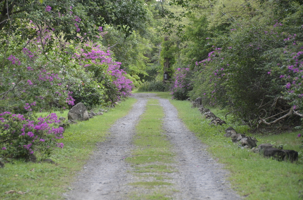 Road into Balenbouche St. Lucia