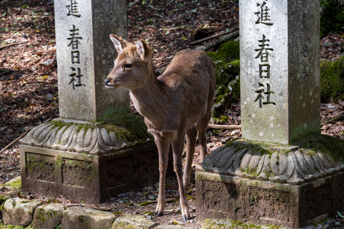 Nara