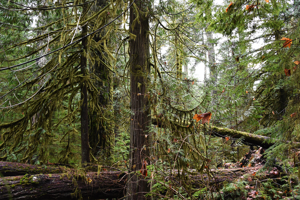 Cathedral Grove