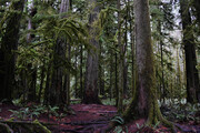 Cathedral Grove 2