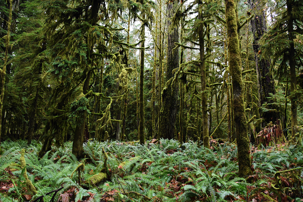 Cathedral Grove