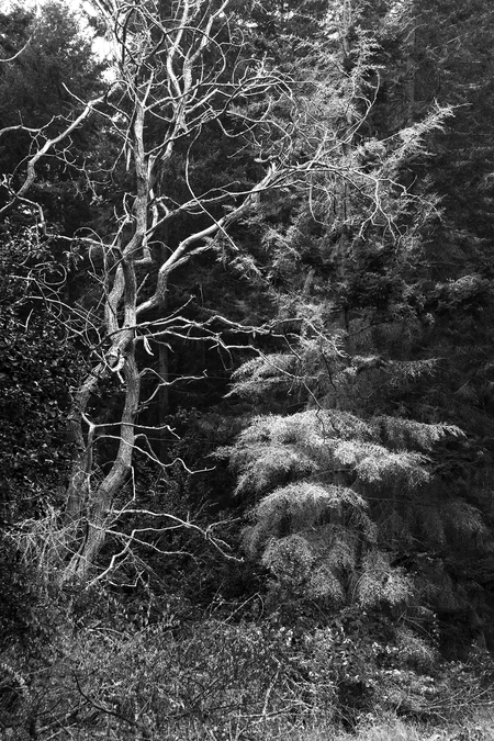 Gabriola trees