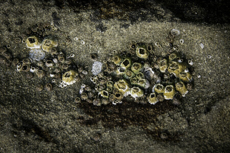 Gabriola sandstone barnacles