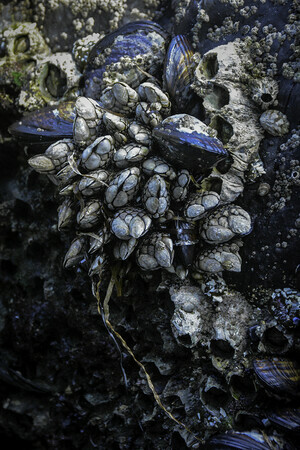 Goose neck barnacles