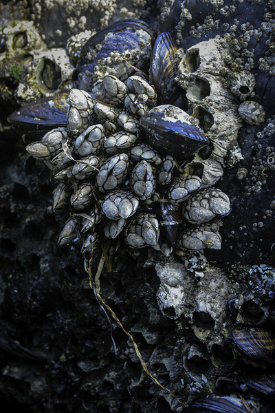 Goose neck barnacles