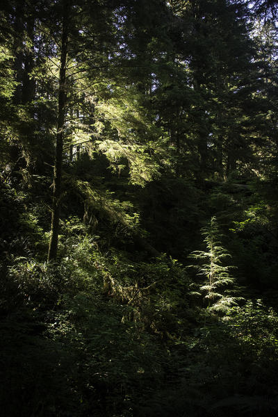 Schooner's Cove trail