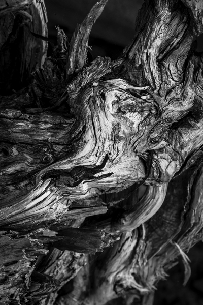 Gabriola driftwood