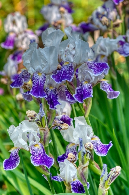 Garden Irises