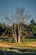 That Big Old Tree Skeleton