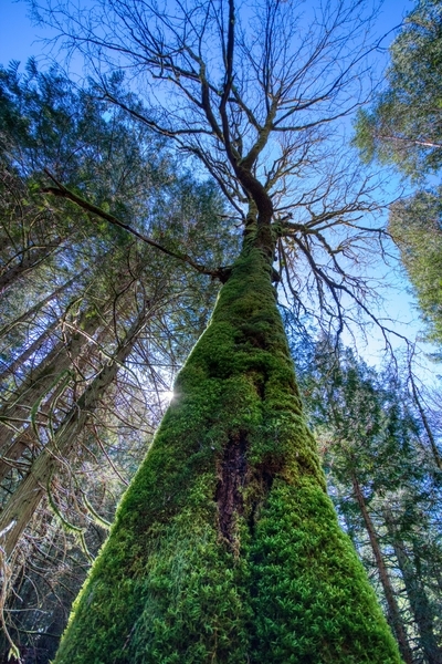 Tree at Cox Park