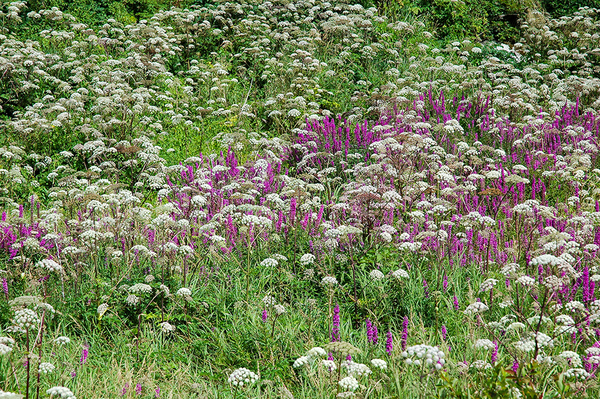 Flower Field