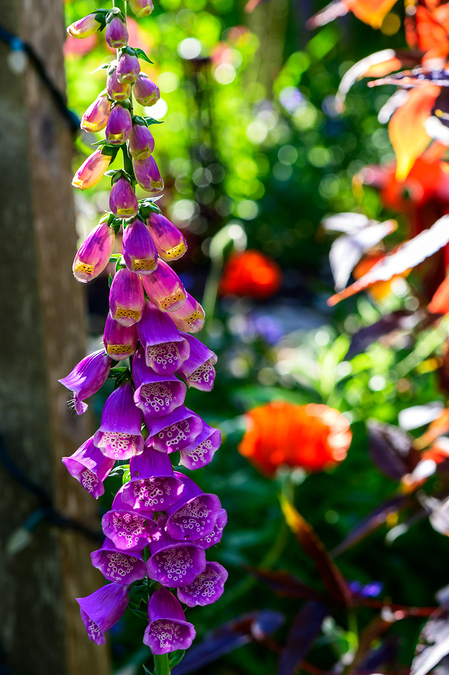 Foxglove 2