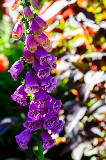 Foxglove