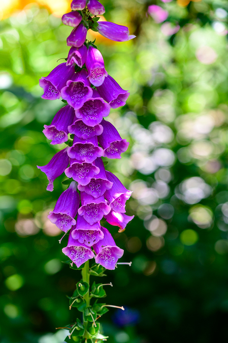 Foxglove Purple 2