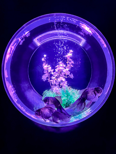 Ginza Aquarium