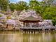 Nara Cherry Blossoms