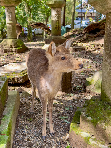 Deer in Nara