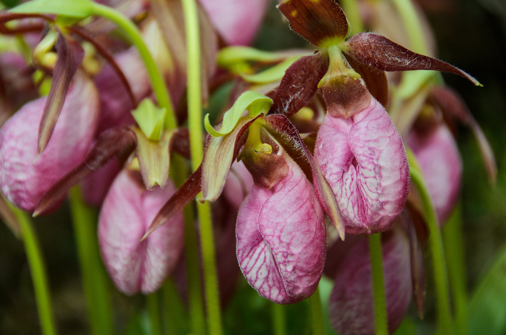 Pink Lady Slipper