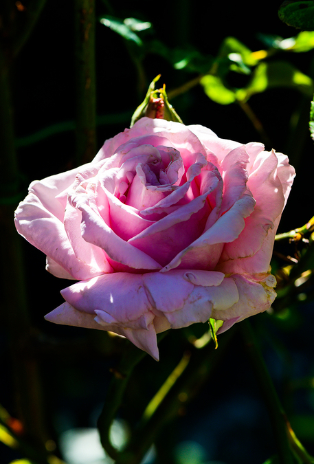 Pink Rose