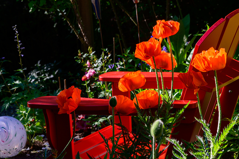 Poppy chair