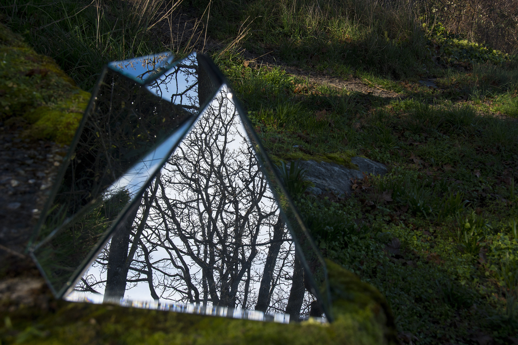 Reflected Forest