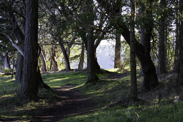 tree path