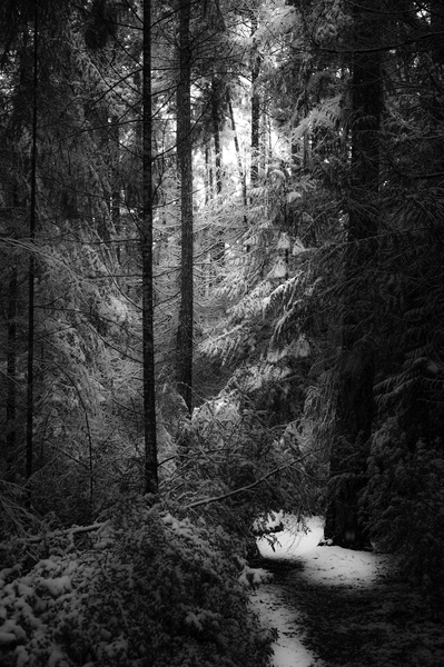 Woodland Path B&W 2