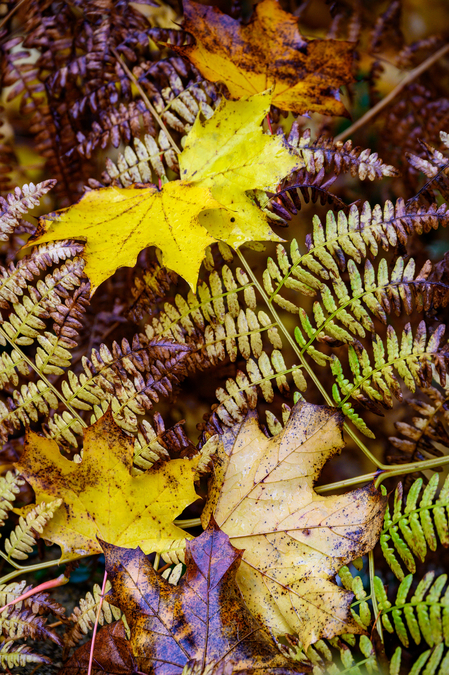 Yellow leaves 2